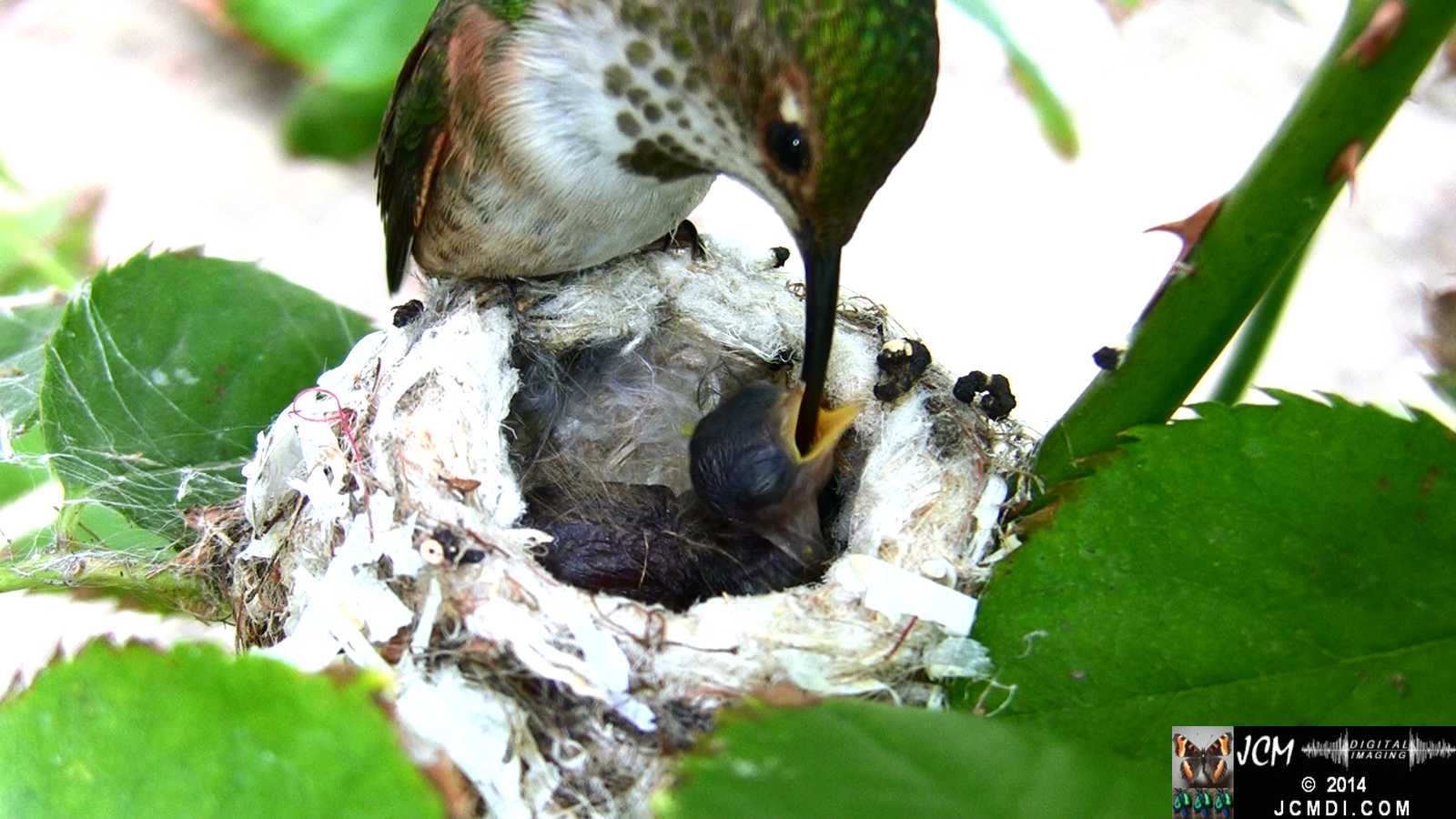 Allens Hummingbird feeding chick 3